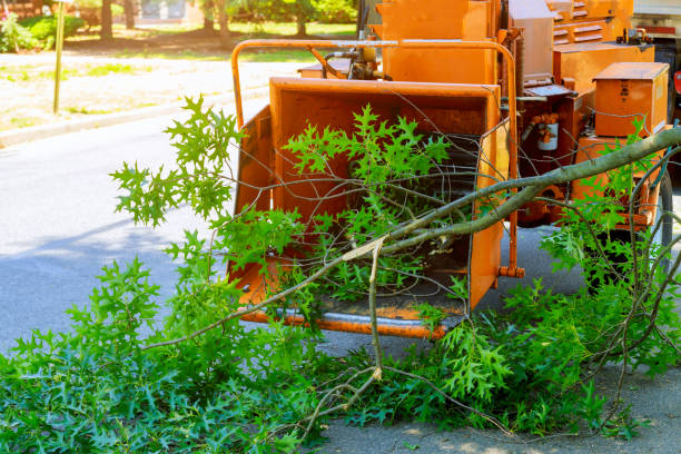 Best Hazardous Tree Removal  in Parma, ID